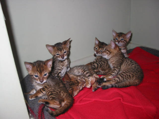  Wunderschöne  Bengal Babies suchen ab  ein neues zu Hause!