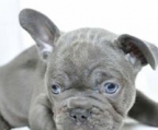Französische Bulldogge zu verkaufen