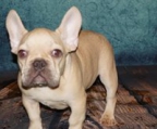 french bulldog welpen kaufen