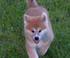 akita inu hund kaufen