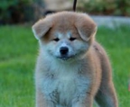 akita inu zucht