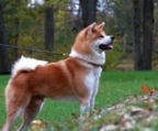 Akita Inu Preis