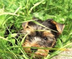 mini yorkshire terrier kaufen