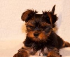 yorkshire terrier schweiz