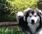 alaskan malamute kaufen schweiz