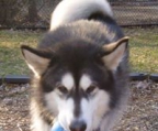 malamute züchter