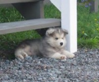 alaskan malamute welpe