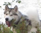 alaskan malamute welpen preis