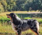 australian shepherd welpen kosten