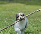 australian shepherd hund zuechter