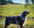 australian shepherd welpen schweiz