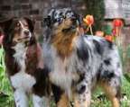 australian shepherd kaufen schweiz