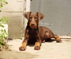 Dobermann hund schweiz