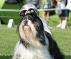 shih tzu hunde zuechter