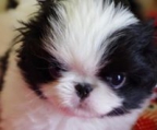 shih tzu welpe