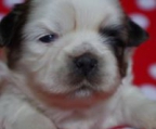 mini shih tzu kaufen