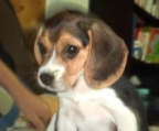 Beagle schweiz kaufen