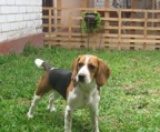 Beagle welpen kaufen