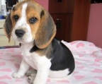 Beagle welpe verkauf