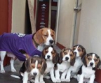 Beagle welpen kosten preis