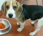 Beagle hund kaufen