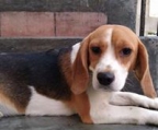 Beagle kaufen