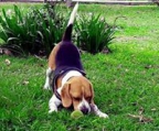 Beagle zucht schweiz