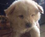 chow chow schweiz