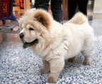 chow chow hund kaufen