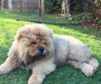 chow chow welpe schweiz