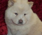 chow chow kaufen schweiz