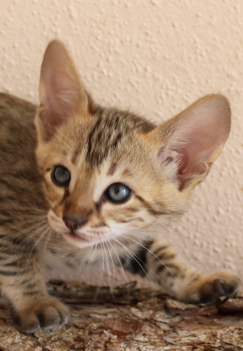 handzahme Serval, Karakal und Savannah Kitten abzugeben