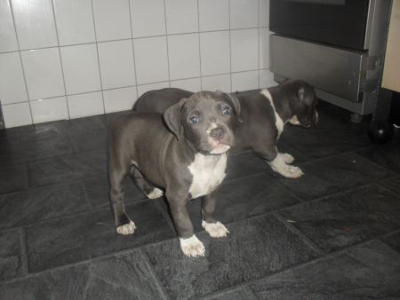   American Pit Bull Welpen 