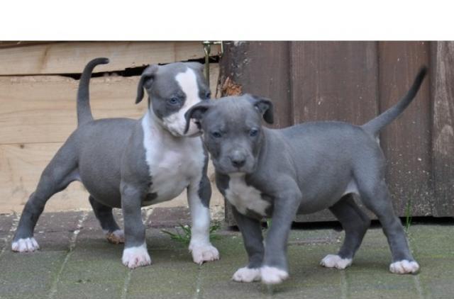  Reinrassige American Pit Bull Welpen 