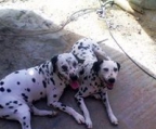 Dalmatiner familiehund
