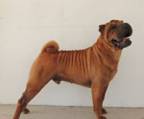 shar-pei  preis