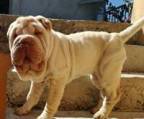 shar-pei  hund kaufen