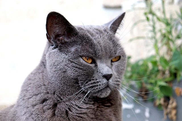 Chartreux Kaufen Schweiz