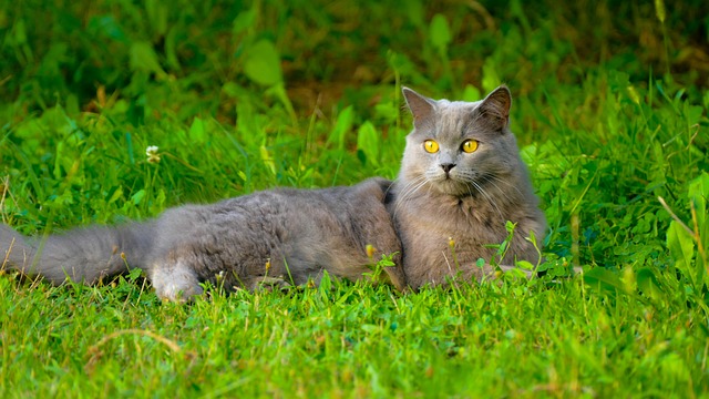 Chartreux-Züchter Schweiz