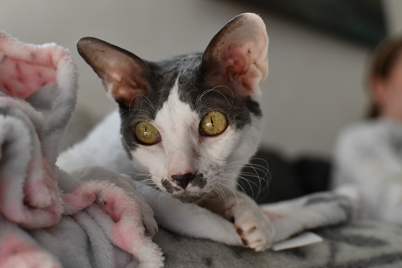 Cornish Rex Kaufen Schweiz