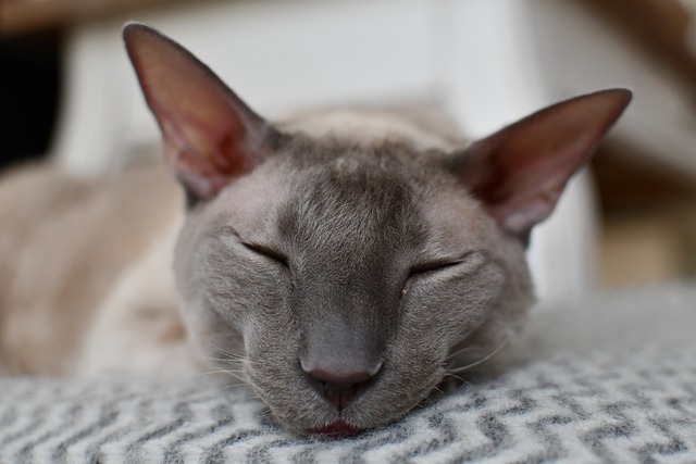 Cornish Rex-Züchter Schweiz