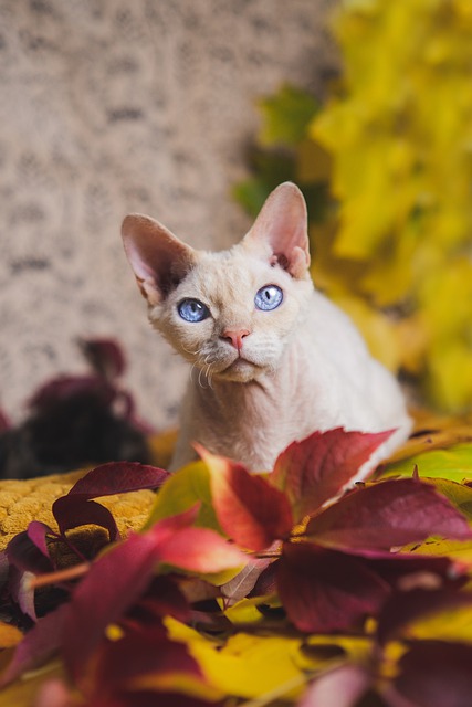 Devon Rex Kaufen Schweiz