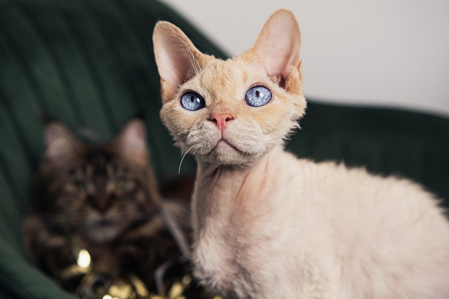 Devon Rex-Züchter Schweiz