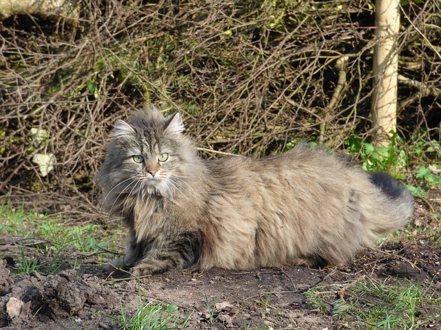 Norwegische Waldkatze Kaufen Schweiz