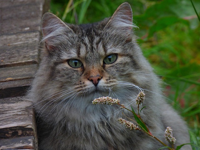 Norwegische Waldkatze-Züchter Schweiz