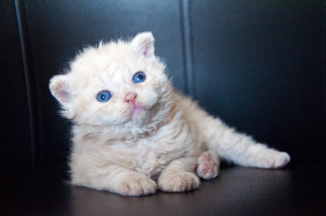 Selkirk Rex Kurzhaar-Züchter Schweiz