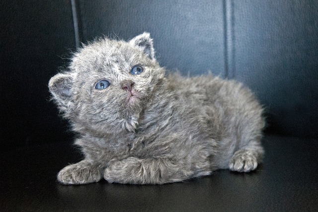 Selkirk Rex langhaar Kaufen Schweiz