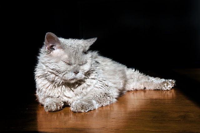 Selkirk Rex langhaar-Züchter Schweiz