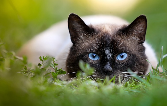 Siamese-Züchter Schweiz