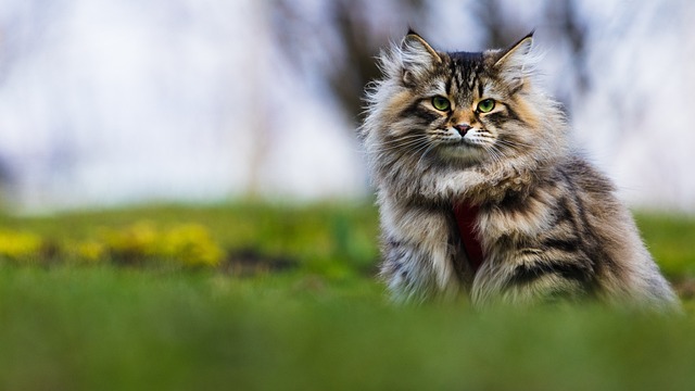 Sibirische Waldkatze Kaufen Schweiz